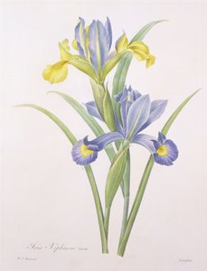 Iris xiphium，品种，由Langlois雕刻，来自&39;最美丽的花朵选择&39;，1827年